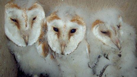 Barn owls by Alec Hillier