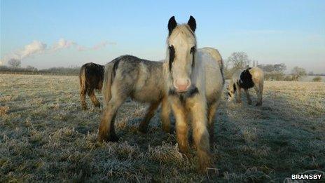 Some the rescued horses