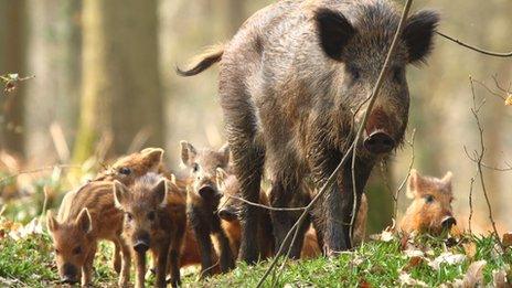 A wild boar with hoglets in the Forest of Dean, taken by Rob Ward