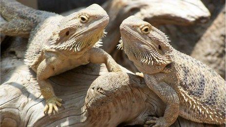 Bearded dragons