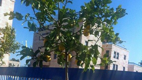 Lemon tree