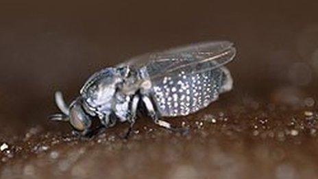 Feeding black fly