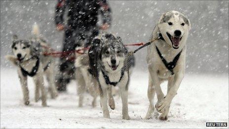 Dog sled racing