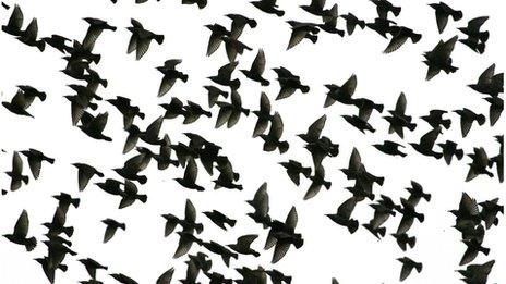 Starlings