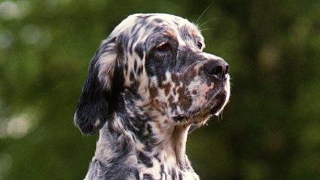 English setter (Diane Pearce)