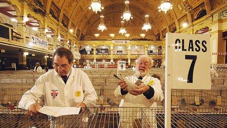 Pigeon on show at the Winter Gardens