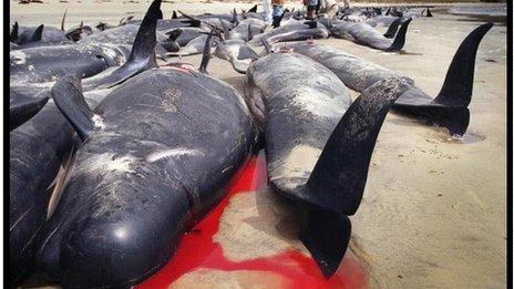 File photo of pilot whales in New Zealand