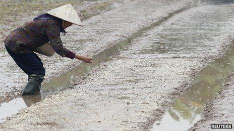 Farmer throwing rice seeds on to land