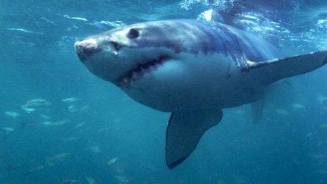 Great white shark