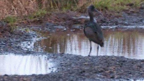 Glossy ibis on Eigg. Pic: Alex Boden/Scottish Wildlife Trust