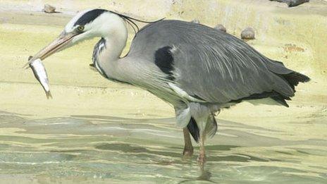 Henry the heron eating a fish