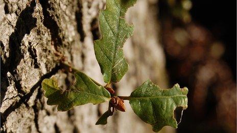 Oak shoot (Image: BBC)