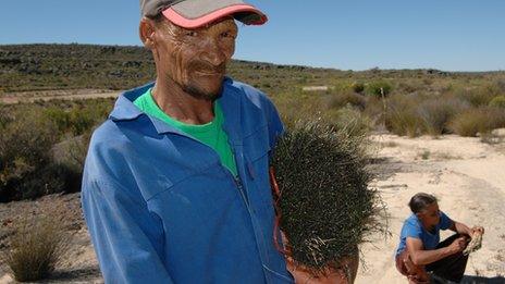 Jan Fryer and Drieka Kortze are small scale rooibos farmers