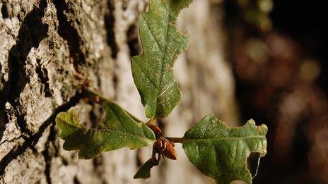 Oak shoot (Image: BBC)