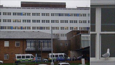 Singleton Hospital with a seagull looking through a window