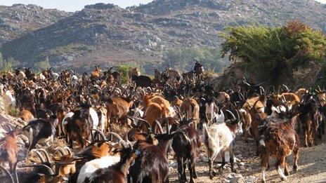 Portuguese goats