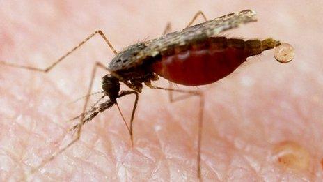 Mosquitoes carry the parasite which causes malaria in humans