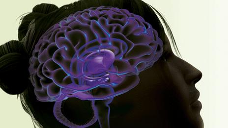 Brain