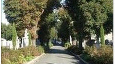 Graveyard avenue and yew trees