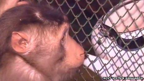 A monkey drinking diluted wine from a kettle at the Karaganda Zoo (still from video via Novy Vestnik Karaganda)