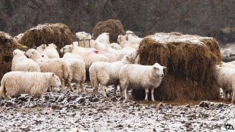 Sheep feeding on hay in the Brecon Beacons