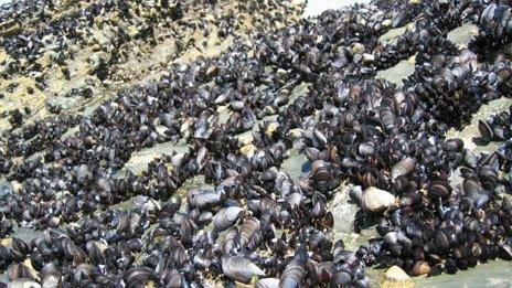 Mussels by Alan Harper