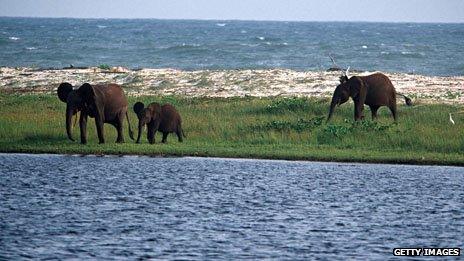 Elephants at the beach