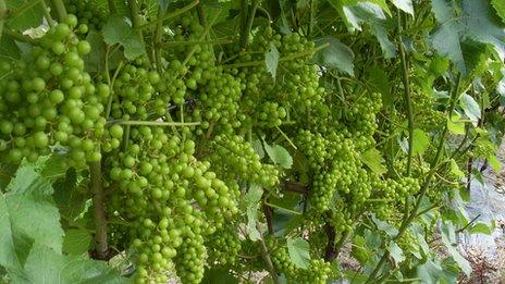 Camel Valley Vineyard grapes