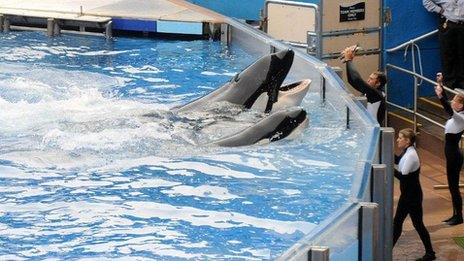 Orcas at Sea World in Orlando, Florida