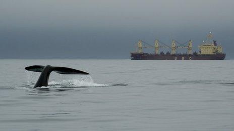 Right whale near ship. Image: New England Aquarium
