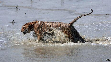 Tiger in the Sundarbans