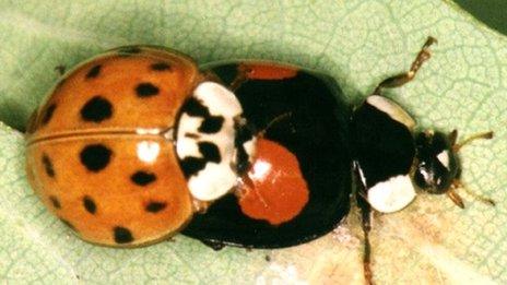 multi-spotted ladybird attacking another ladybird