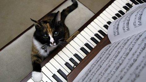 Cat playing the piano
