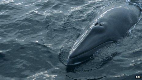 Minke whale