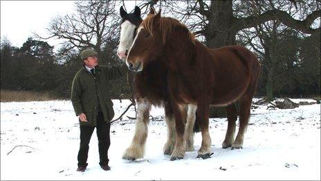 Suffolk Punch with a Clydesdale