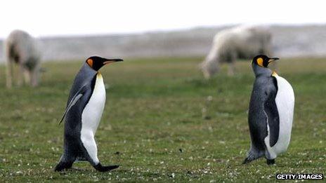 Penguins on Falkland Islands