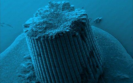 Colourised SEM image of sea urchin spine (Marina Krumova, U Konstanz)