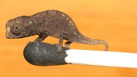 A young Brookesia micra chameleon standing on the head of a match