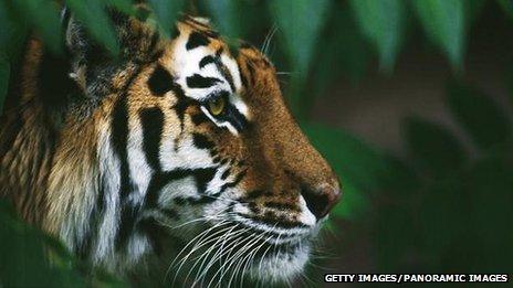 Tiger (Getty Images/Panoramic Images)