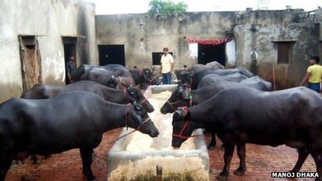 Murrah buffaloes in a dairy in Haryana