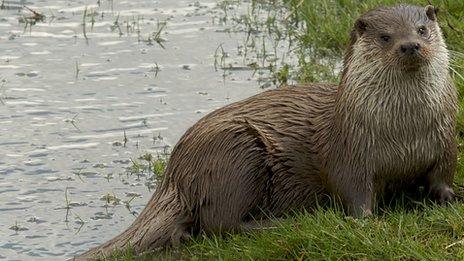 Otter (Nicholas Armitt)