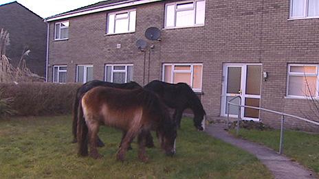 Loose horses in Bridgend