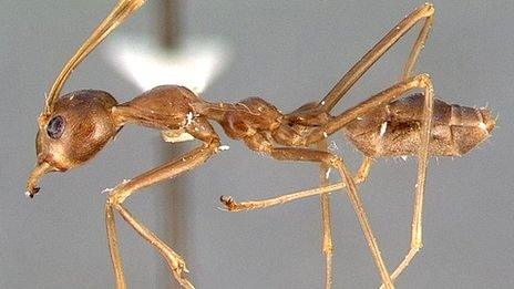 Tropical weaver ant (Oecophylla smaragdina) (c) Antweb