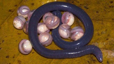 The new caecilian (Image: SD Biju)