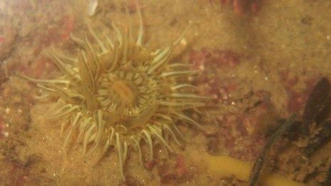 The snakelocks anemone