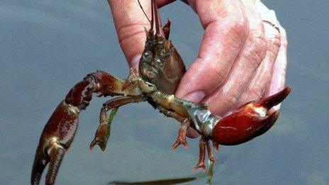 A North American signal crayfish