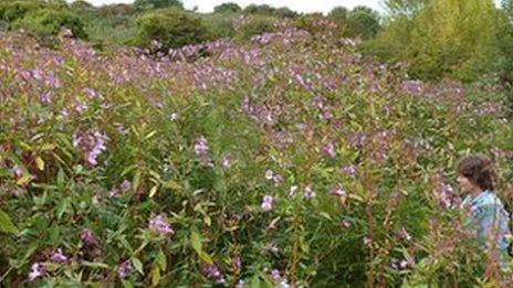 Himalayan balsam