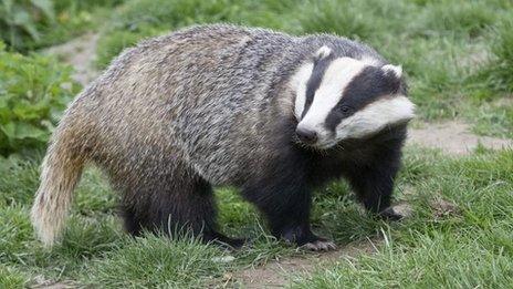 Badger in England