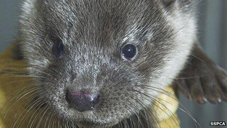 Young otter Linnhe. Pic: SSPCA