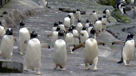 Penguin parade